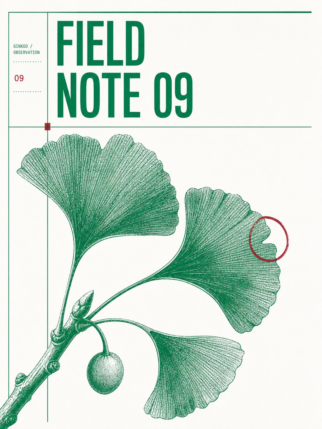 Botanical green and oxblood archival plate poster: thin rules divide the page, the index line GINKGO / OBSERVATION and a red number 09 sit in the left column, the headline FIELD NOTE 09 runs across the top, and an engraved ginkgo branch fills the lower page with one leaf circled in red