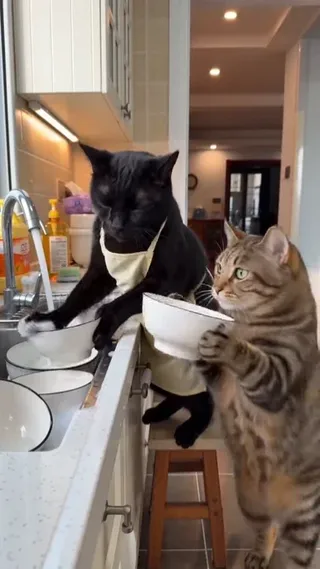 A black cat wearing an apron looks exhausted while washing dishes, then gets pranked with a sponge inside a gift box and angrily chases a tabby cat out of the kitchen.
