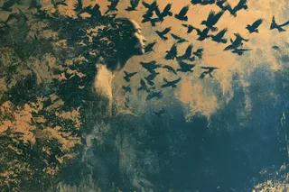 Surreal artwork featuring subjects emerging from etched textural layers in contrasting colors.