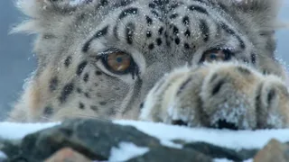 A snow leopard crouches behind a rock, then leaps forward in slow motion, its claws extended.