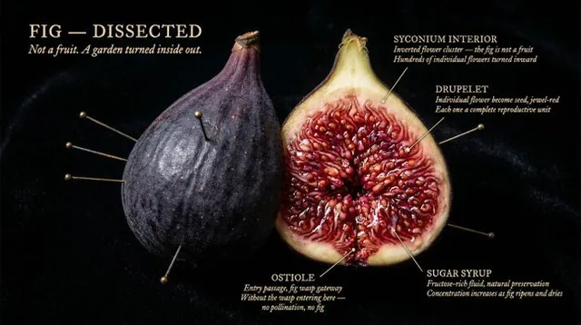A detailed cross-section of a natural object, dissected and pinned open like a specimen, illuminated with dramatic Caravaggio-style lighting against a pure black velvet background, revealing glowing internal structures with extraordinary detail.