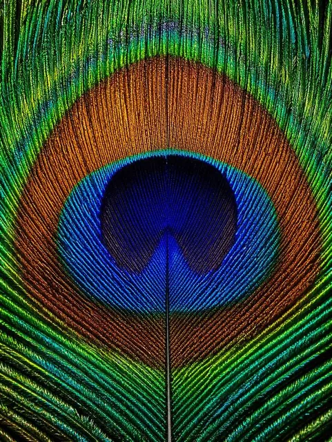 Extreme macro photograph of a peacock feather's eye-spot, filling the frame with concentric bands of blue, copper-orange, and iridescent green-teal, showing dense, hair-like barbs