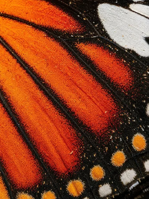 Extreme close-up macro photograph of a single butterfly wing filling the frame diagonally from lower-left to upper-right, with vibrant warm colors of deep matte black, bright orange, red-orange, white, and pale yellow-orange, densely covered with fine overlapping microscopic scales creating a granul