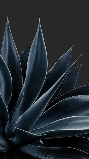 A macro photograph captures the radiating, architectural leaves of a succulent plant set agains...