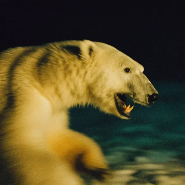 polar bear lunging forward in profile with intense motion blur, mouth open exposing teeth, warm...