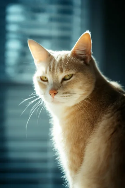 A close-up portrait of a light orange tabby cat bathed in intense, directional sunlight. Positi...
