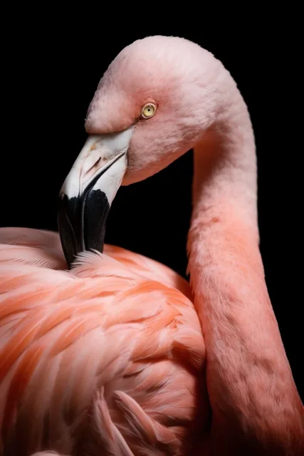 close-up portrait of a pink flamingo on a stark black background, neck gracefully curved backwa...