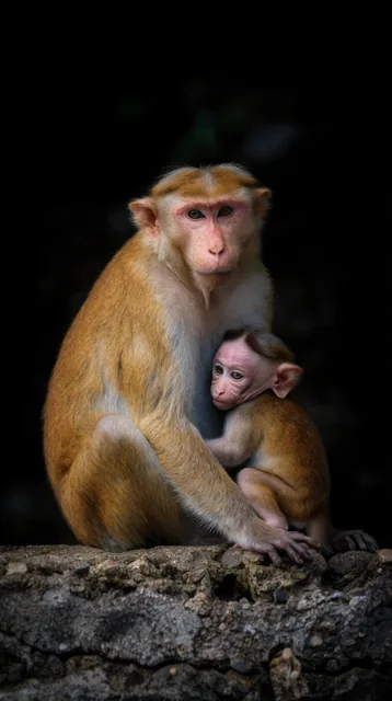 adult toque macaque monkey and small infant sitting on a rugged textured stone ledge, golden br...