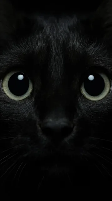 extreme close-up of black feline eyes, large dilated pupils, pale green-yellow irises, sharp ci...