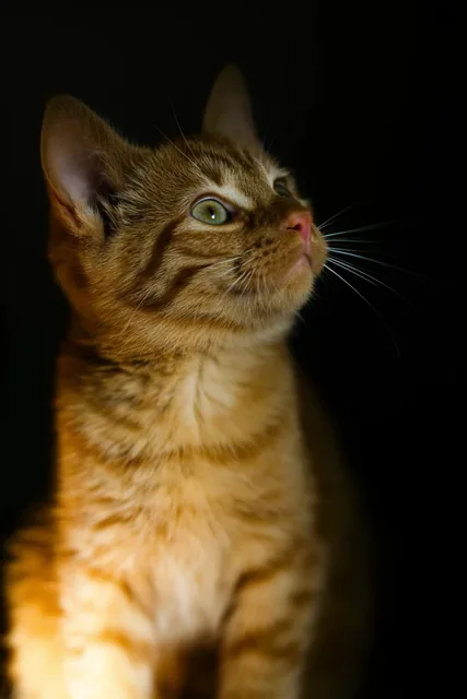 A close-up studio portrait of an orange tabby kitten illuminated by dramatic chiaroscuro lighti...