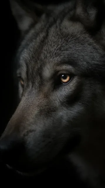 An extreme close-up of a gray wolf emerging from pitch-black darkness. The head is angled in pr...