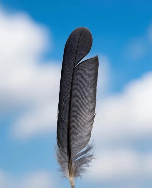 A single dark gray bird feather stands upright against a softly blurred background of a bright...