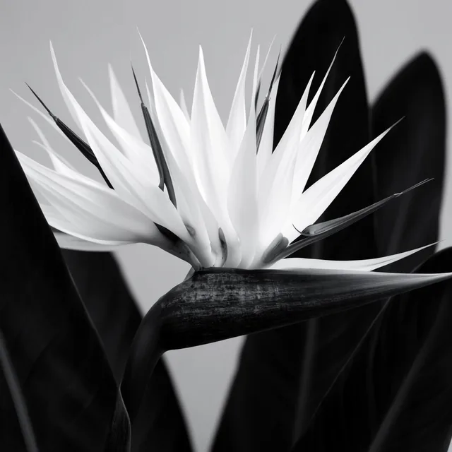 monochrome macro photography of a bird of paradise flower, luminous spiky white petals fanning...