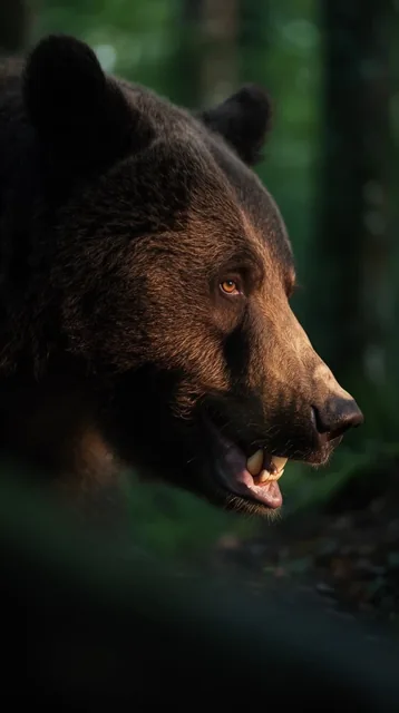 A tight profile close-up of a brown bear facing right, mouth slightly ajar revealing teeth. Dra...