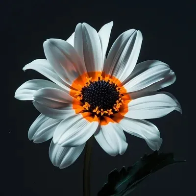 Photography, Black