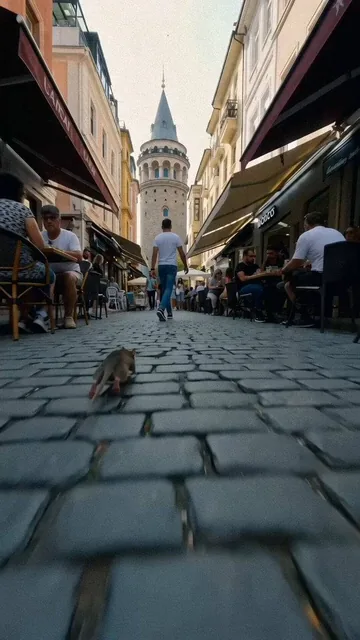 Bir kedinin POV bakış açısından istanbul’da galata kulesi önündeki sokakta bir fareyi kovalaması. tek plan çekim. bazı i