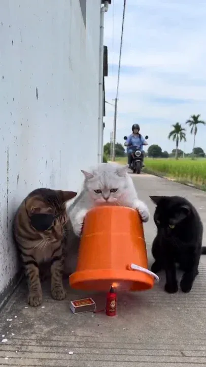 Three cats, a pirate-eyed tabby, a silver shaded British Shorthair, and a black cat, react with laughter after a plastic bucket lands on a biker's helmet, splashing water.