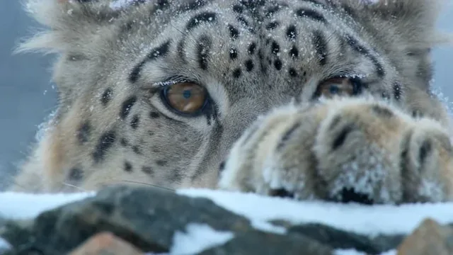 A snow leopard crouches behind a rock, then leaps forward in slow motion, its claws extended.