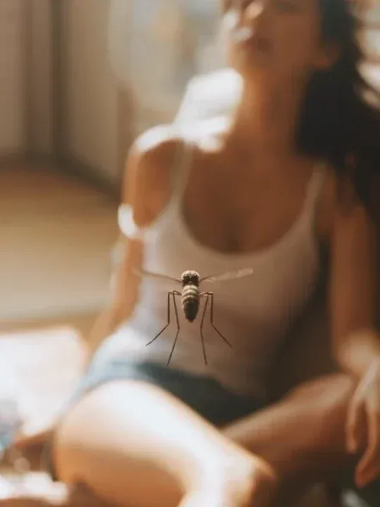 A dynamic visualization of a mosquito's point-of-view flight, showing the character and background from a low-angle, high-speed perspective.
